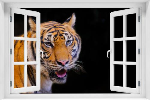 Fototapeta Naklejka Na Ścianę Okno 3D - Tiger portrait of a bengal tiger