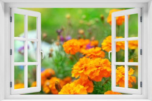 Fototapeta Naklejka Na Ścianę Okno 3D - Banner Autumn orange flowers on the ground tagetis bloom in a row Years natural plant Selective focus blurred background