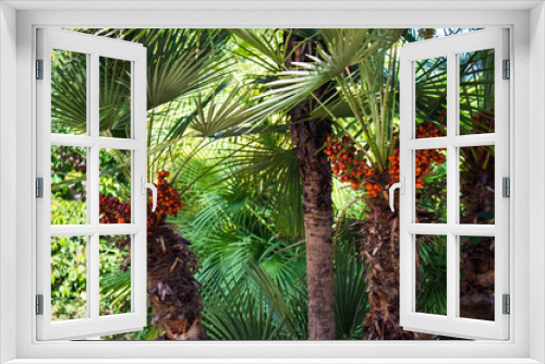 Fototapeta Naklejka Na Ścianę Okno 3D - green pine branch of palm tree