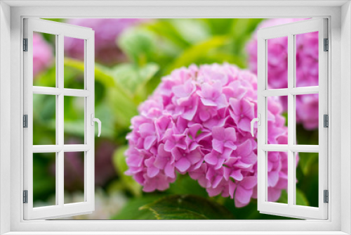 Fototapeta Naklejka Na Ścianę Okno 3D - Pink hydrangea. Beautiful pink flowers in garden.