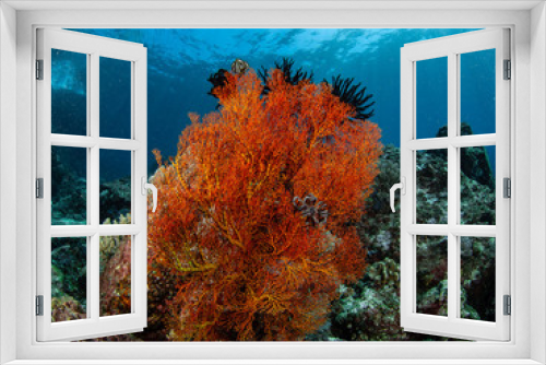 Fototapeta Naklejka Na Ścianę Okno 3D - Red Sea Underwater World