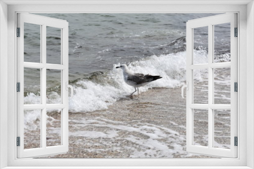 Fototapeta Naklejka Na Ścianę Okno 3D - Gull