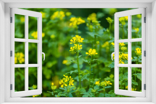 Fototapeta Naklejka Na Ścianę Okno 3D - Agricultural field and mustard flowers