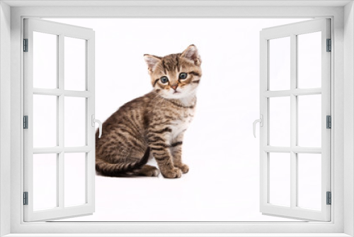 Fototapeta Naklejka Na Ścianę Okno 3D - Little grey cat isolated on white
