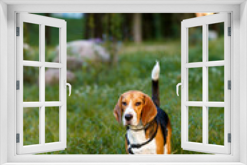 Fototapeta Naklejka Na Ścianę Okno 3D - Dog beagle on the grass