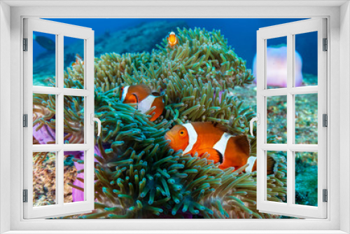 Fototapeta Naklejka Na Ścianę Okno 3D - Family of cute Clownfish in a colorful anemone on a tropical coral reef