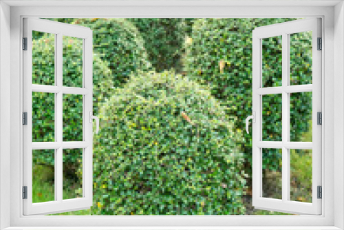 Fototapeta Naklejka Na Ścianę Okno 3D - green coniferous shrubs shorn by round shape