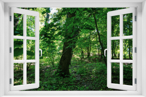 Fototapeta Naklejka Na Ścianę Okno 3D - Letea forest 