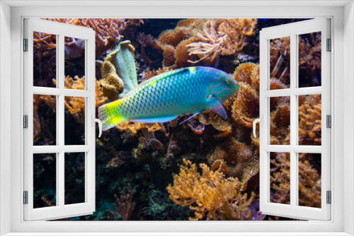 Fototapeta Naklejka Na Ścianę Okno 3D - coral, sea, seaweed, sea, urchin, clear, water,