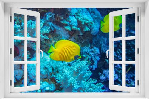 Fototapeta Naklejka Na Ścianę Okno 3D - Masked Butteflyfish, Red Sea