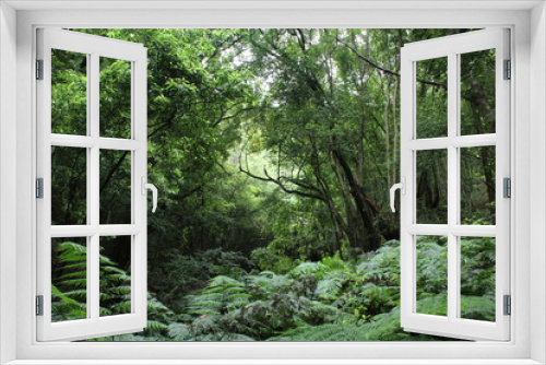 Fototapeta Naklejka Na Ścianę Okno 3D - bosque húmedo