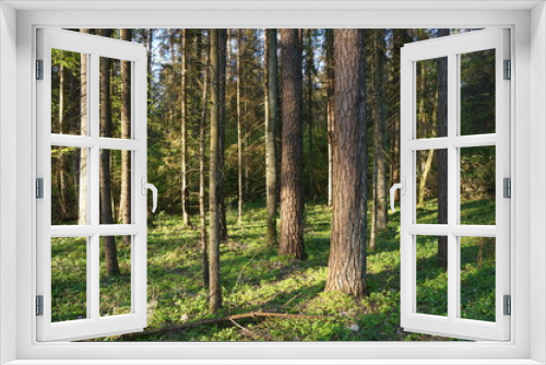 Fototapeta Naklejka Na Ścianę Okno 3D - forest8