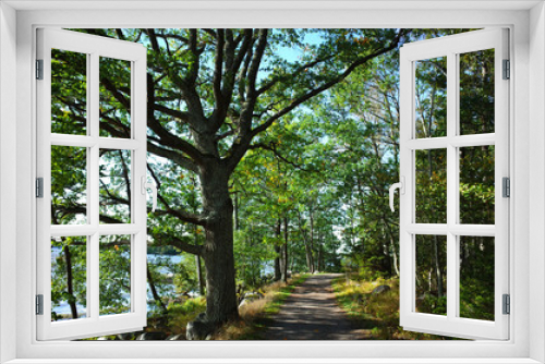 Fototapeta Naklejka Na Ścianę Okno 3D - Path with green sprawling tree in forest and sunshine in september in Sweden, Europe. Part of the 10 km running path on Bjorno island near Vasteras