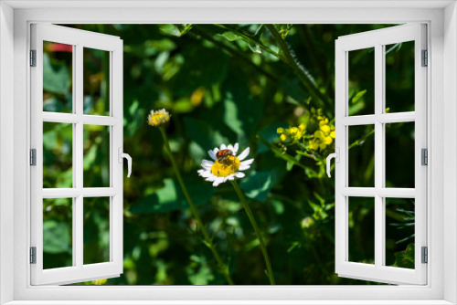 Fototapeta Naklejka Na Ścianę Okno 3D - bug on flower