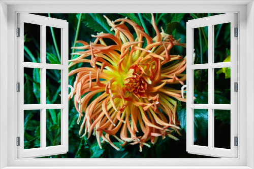 Fototapeta Naklejka Na Ścianę Okno 3D - Close up big orange dahlia flower growing outdoors on a dark background, studio flash is used