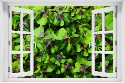 Fototapeta Naklejka Na Ścianę Okno 3D - Leaves of the Oxalis Deppei plant  (Oxalis tetraphylla). Natural background.