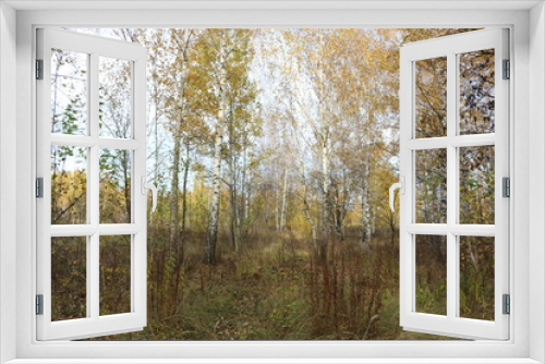 Fototapeta Naklejka Na Ścianę Okno 3D -  Autumn forest is beautiful in golden foliage