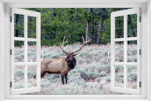 Fototapeta Naklejka Na Ścianę Okno 3D - bull elk in the forest