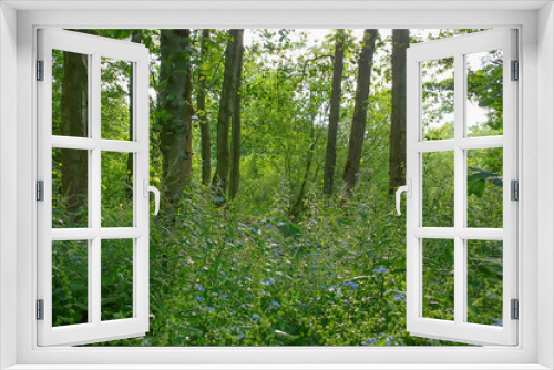Fototapeta Naklejka Na Ścianę Okno 3D - British woodland in summer