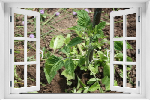 Fototapeta Naklejka Na Ścianę Okno 3D - Tomatenpflanzen - Tomato plants