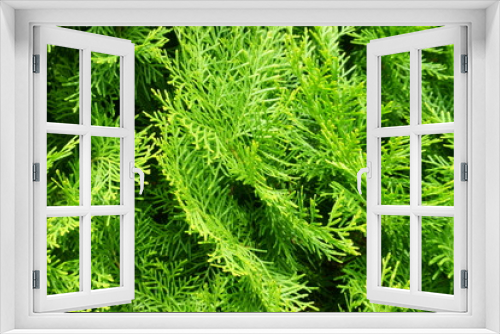 Fototapeta Naklejka Na Ścianę Okno 3D - Natural needles backdrop. Beautiful green christmas leaves of Thuja trees