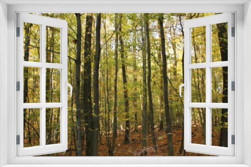 Fototapeta Naklejka Na Ścianę Okno 3D - Laubwald im Herbst 5