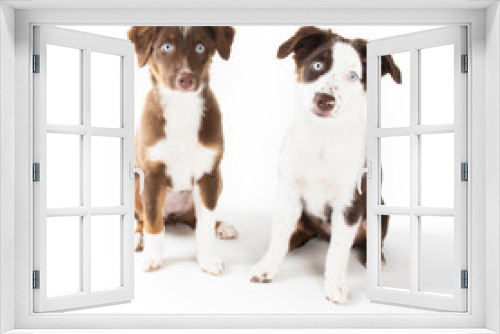 Fototapeta Naklejka Na Ścianę Okno 3D - Very Cute Puppies Isolated on White