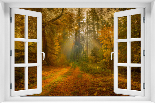 Fototapeta Naklejka Na Ścianę Okno 3D - Morning Light Rays Illuminate Autumnal Forest Path