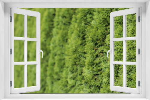 Fototapeta Naklejka Na Ścianę Okno 3D - Beautiful background of green plants, texture for design. Landshapht desing