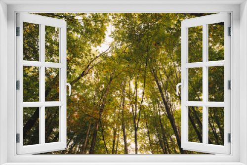 Fototapeta Naklejka Na Ścianę Okno 3D - Autumn Trees and Leaves