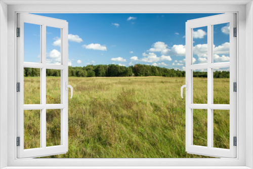 Fototapeta Naklejka Na Ścianę Okno 3D - Wild green meadow and forest on the horizon