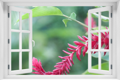 Fototapeta Naklejka Na Ścianę Okno 3D - Fleur des antilles Alpinia