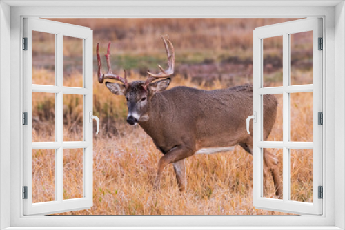 Fototapeta Naklejka Na Ścianę Okno 3D - White-tailed Buck Bloody From Battle - Wild Deer on the High Plains of Colorado