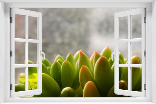 Fototapeta Naklejka Na Ścianę Okno 3D -  Whitening Echeveria in the window