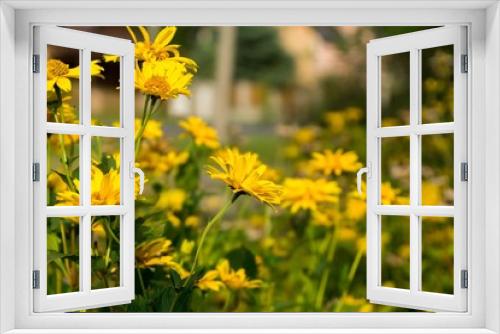 Fototapeta Naklejka Na Ścianę Okno 3D - Yellow flower. Czech Republic