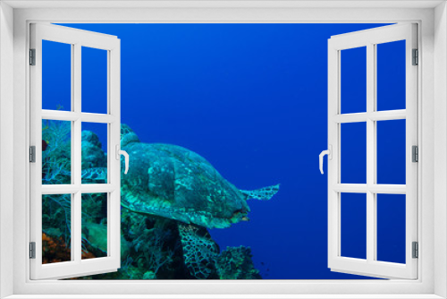Fototapeta Naklejka Na Ścianę Okno 3D - A turtle in the warm water of the Caribbean sea. This salt water reptile is happy on the ecosystem provided by the coral reef