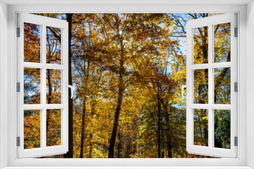 Fototapeta Naklejka Na Ścianę Okno 3D - Autumn scene with bright yellow oak trees 