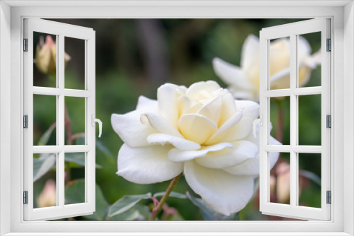Fototapeta Naklejka Na Ścianę Okno 3D - White Rose Flower at Narashino City, Chiba Prefecture, Japan