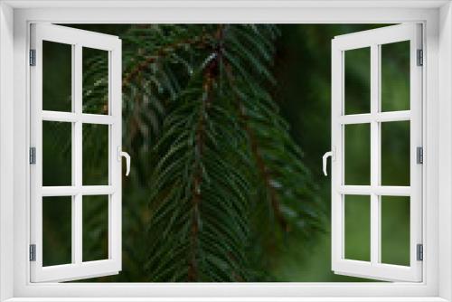 Fototapeta Naklejka Na Ścianę Okno 3D - Christmas tree branches