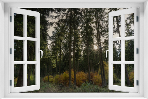 Fototapeta Naklejka Na Ścianę Okno 3D - Dunkler Wald nur die Sonne gibt Licht