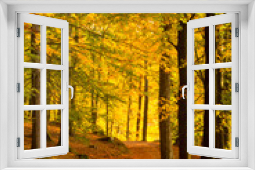 Fototapeta Naklejka Na Ścianę Okno 3D - Beautiful, autumn , beech forest full of colors.Pomerania ,Poland 