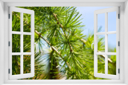 Fototapeta Naklejka Na Ścianę Okno 3D - Decorative pine
