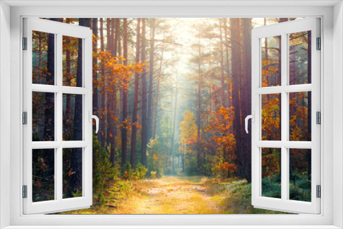 Fototapeta Naklejka Na Ścianę Okno 3D - Sunny autumn forest