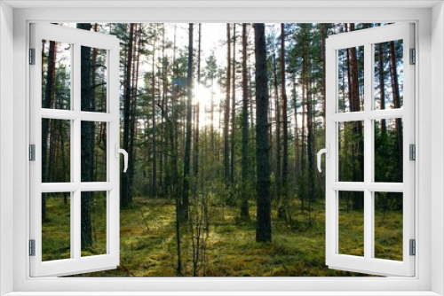 Fototapeta Naklejka Na Ścianę Okno 3D - Beautiful sunny forest