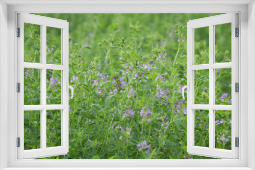 Fototapeta Naklejka Na Ścianę Okno 3D - Alfalfa en flor