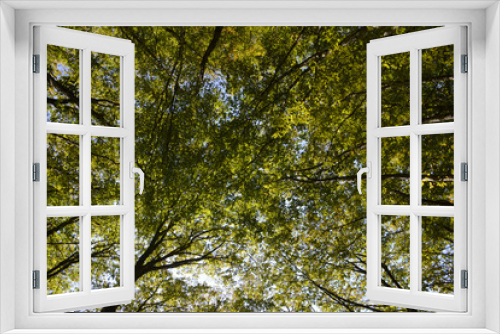 Fototapeta Naklejka Na Ścianę Okno 3D - Trees with green leaves. Natural green background. Bottom view