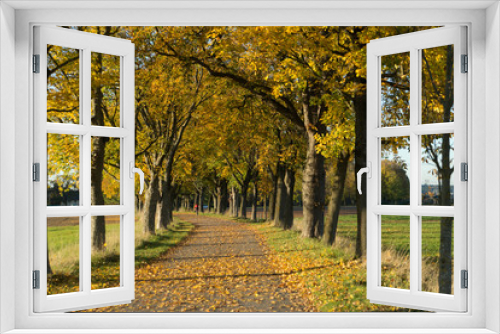 Fototapeta Naklejka Na Ścianę Okno 3D - Alleestraße mit Bäumen im Herbst