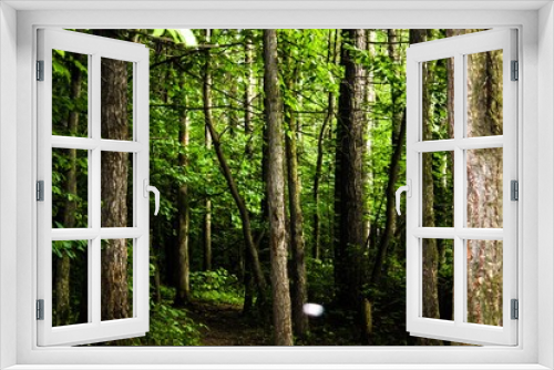 Fototapeta Naklejka Na Ścianę Okno 3D - the forest met with silence