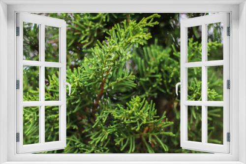 Fototapeta Naklejka Na Ścianę Okno 3D - fir trees in the park