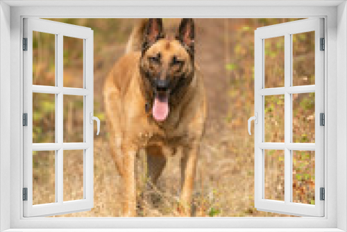 Fototapeta Naklejka Na Ścianę Okno 3D - German Shepherd/Belgian Malinois dog